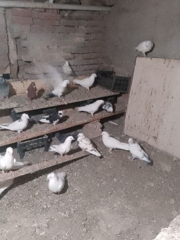 Göyərçinlər: 35 ədəd göyərçin var təcili satılır — 6