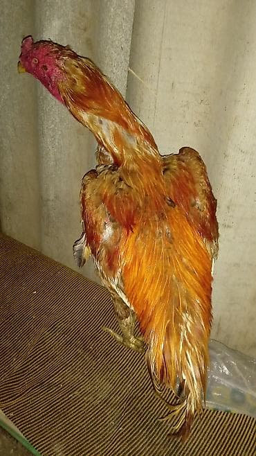 qurdbasar satisi: Xoruz, Ağdam, il: 2, Ünvandan götürmə — 2