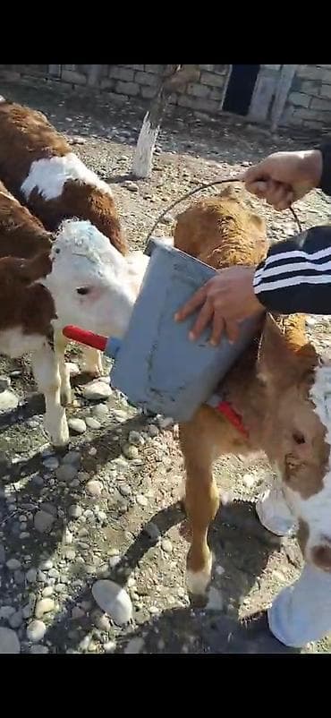 cins inek: 3 dene erkeki semetalı.ayyarmlıq erke semetalı.danlar satlır saxlamalı — 1