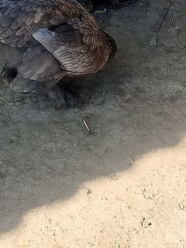 sort toyuqlar: Boz rəng çalarında, lələkləri sıx və parlaq olan toyuq. Gövdə iri — 3