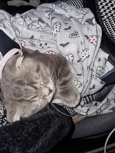 munchkin pişik: Şotland yastı qulaq, Erkək, Yaxşı əllərə, Pulsuz çatdırılma — 4