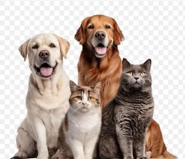 boo: Здравствуйте! Если вы уезжаете на отдых и вам не скем оставить ваших — 2