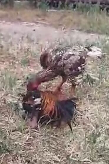 liqorin toyuqlar: 14 aylıq tam sağlam döyüşə yararlı iki dəfə döyüşmüş heyvan satılır — 2