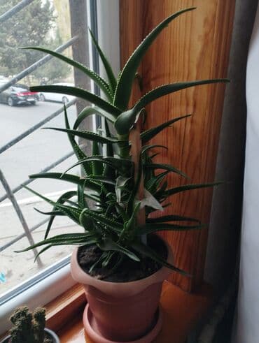 Aloe (sukulent) – 5 ildir əkilib, sağlam və güclü kök sistemi ilə — 2