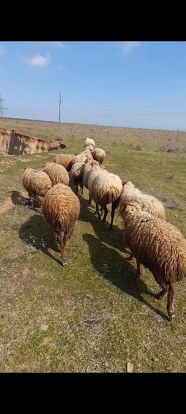 Qazlar: Qoyun sürüsü – ana qoyunlar və balalılar Məhsul təsviri: - Şəkillərdə — 1