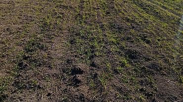 купить землю в баку: 100 соток, Для сельского хозяйства, Собственник, Купчая — 8