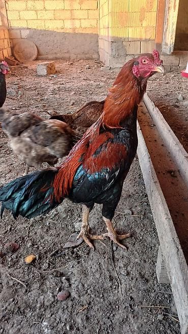 xoruz: 1 yasi var, qizgin xoruzdu, heyetde saxlamaqcundu, doyusdurulmuyub — 4