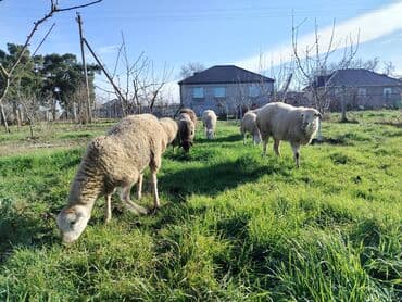 Ördəklər: Satış üçün xırdabuynuzlu heyvanlar – qoyun sürüsü - Növ: qoyun (ağ və — 4