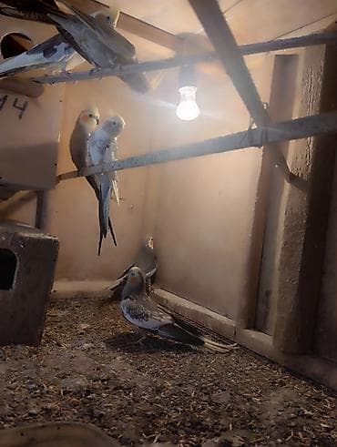 essek sekli: Korella (Cockatiel) cütləri və sürü – satılır - Növ: Korella — 8