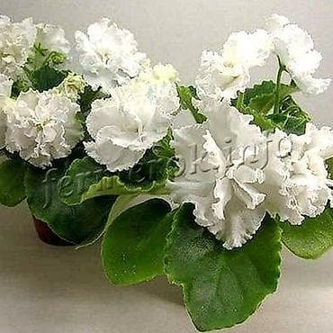 dibcek gulleri satisi: Fialka statiorlari 4azn. Saglam və yeni sortlar buyurun vatsap var — 1