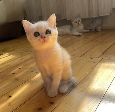 голден шиншилла: Шиншилла, Самка, Самец — 2