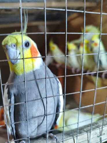 Gəmiricilər: Salam. ENDİRİMLƏR🦜🐦 DANIŞAN VƏ DANIŞMAGA HAZİR OLAN QUŞLAR — 7