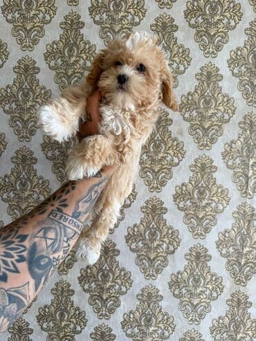 мальтипу купить: 4 ay, Dişi, Peyvəndli, Ünvandan götürmə — 16