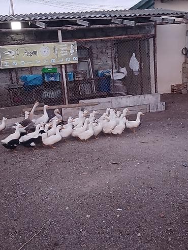 ordək yumurtasi: Salam popullu ördəklər satilir inşAllah yumurtaya düşəcəklər kim — 5