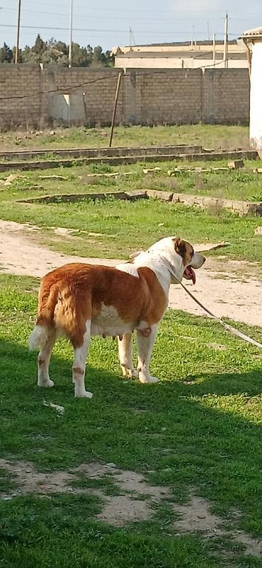 alabay itleri haqqinda melumat: Alabay, 3 il, Dişi, Peyvəndli — 1