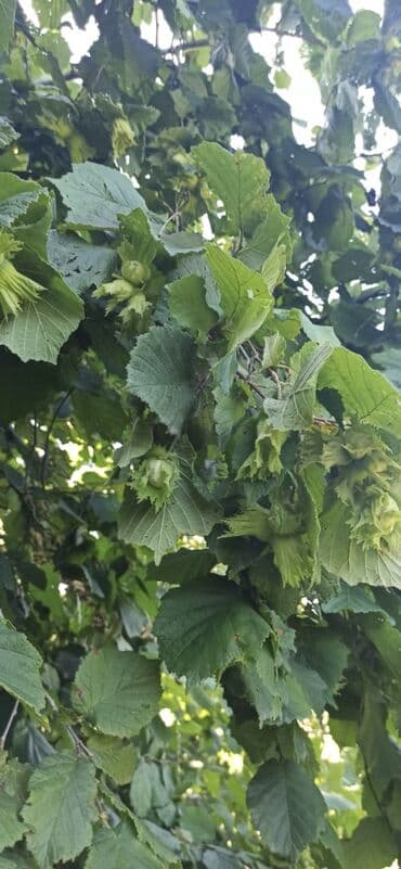 20ci sahe kiraye ev: 100 sot, Biznes üçün, Barter mümkündür, Kupça (Çıxarış) — 11