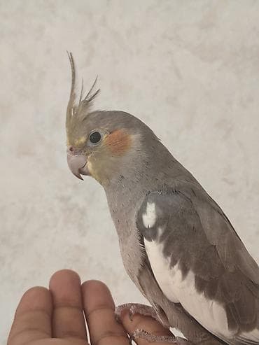 Salam, boz 5 aylıq erkək korella satılır, əl quşudur, ələ lalafo.az -da Salam, boz 5 aylıq erkək korella satılır, əl quşudur, ələ