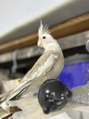 ağ quyruğ: Yanagsız korella (cockatiel) – xüsusi rəng mutasiyası. - Rcəng: açıq — 4