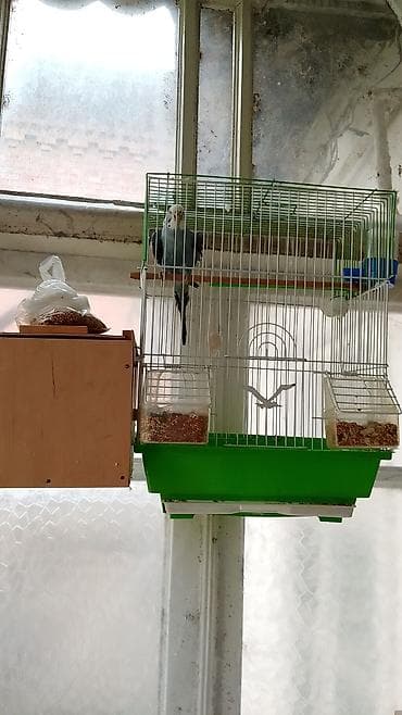 tap az pişik: Sevgi quşu Dalğalı tutuquşu və qəfəs dəsti - Növ: dalğalı tutuquşu — 1