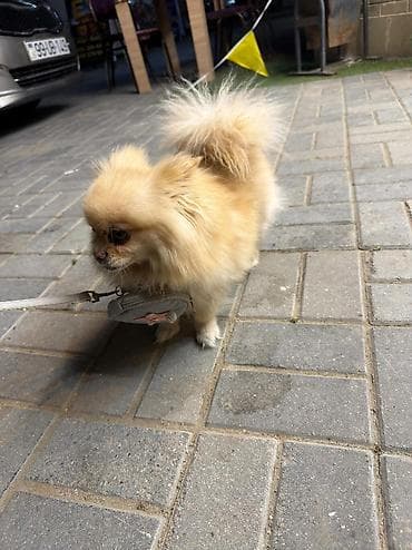 kanı kors: 🐶 Satılır – Çox Şirin Dişi Pomeranian (Spitz) 🐶 2 yaşlı, dişi, çox — 5