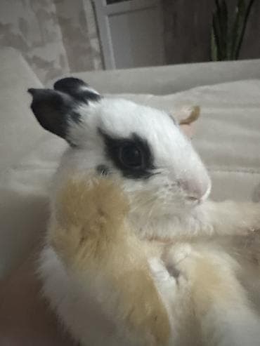 Mal-qara: Ev dovşanı – xallı, uzunqulaq miniatür - Cins/type: dekorativ ev — 1