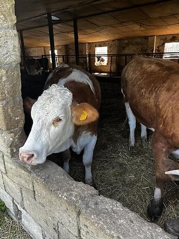 simental inekler: - Mal-qaranın növü: inək (simental tipli, al-qəhvəyi və ağ ləkəli — 1