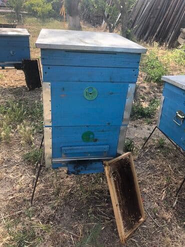 Yemlər: Yeni 2 mərtəbə arı yeşikləri, ramkaları, yem qabı, oturacağı — 2