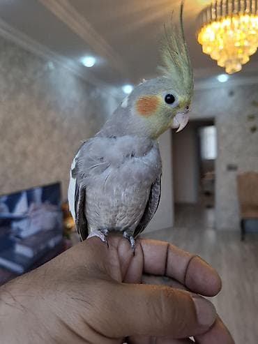 Tutuquşları: Salam. 2 ayliq karella balasi. oz qusumun balasidi. tam saglam ve — 4