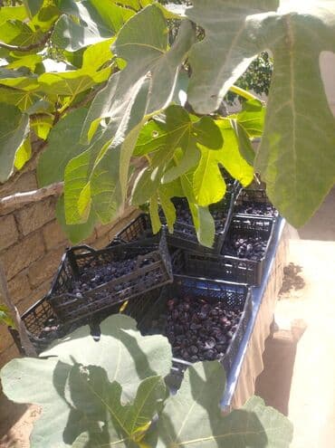 əncir qurusu: Yüksək keyfiyyətli, təbii yolla qurudulmuş əncir. Bu qurudulmuş — 2