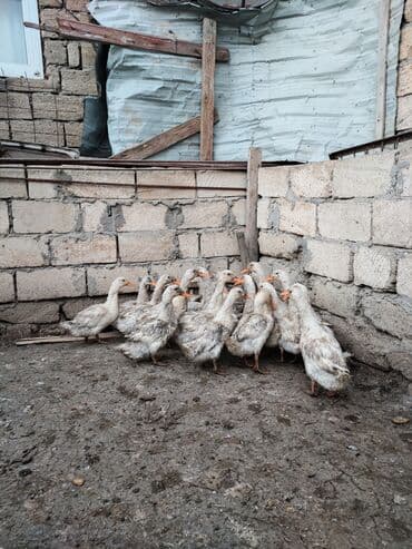 kend toyuqları: Satılır: ev təsərrüfatı üçün ördəklər qrupu - Növ: ağ-boz yerli — 1