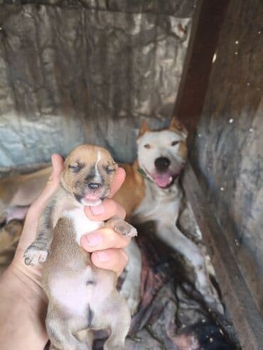 ayagi tuklu toyuqlar: Pitbul, 1 ay, Ünvandan götürmə, Rayonlara çatdırılma, Pulsuz çatdırılma — 7