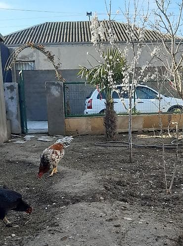 xoruz gence: Salam, ozum boyutduyum tam saglam heyvanlardi xoruz satilir 9 — 3