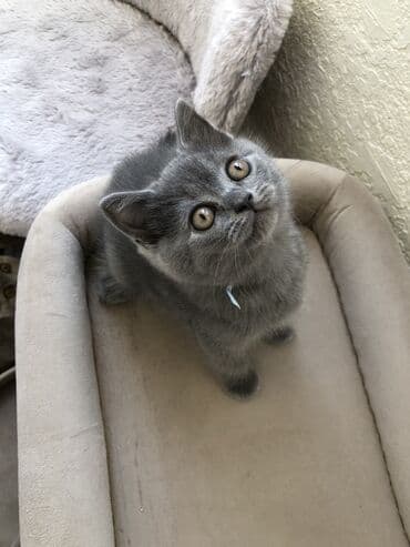 породистые котята даром: Шотландская, Самец, Самка, Самовывоз — 29