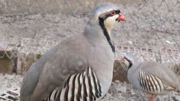 Xınalı kəklik 1-2-3 illik