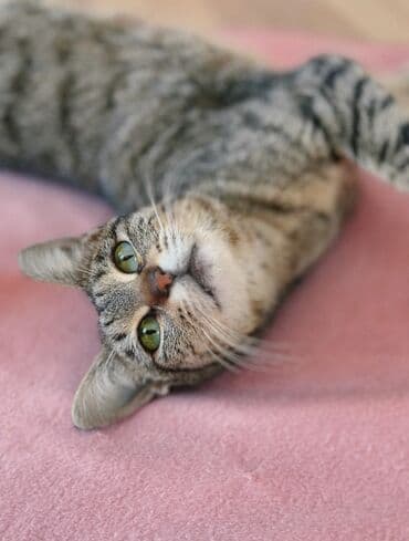 pisiye verilen adlar: Dişi, Yaxşı əllərə, Ünvandan götürmə — 1