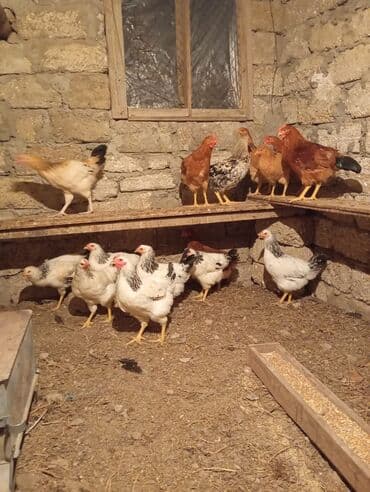 Gəmiricilər: Toyuq, Brama, Damazlıq, Ünvandan götürmə — 4