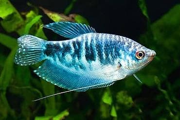 Sülhsevər, Ünvandan götürmə