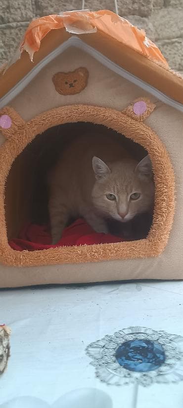 Kişi ayaqqabıları: Fransadan gəlmə qəlyan — 2