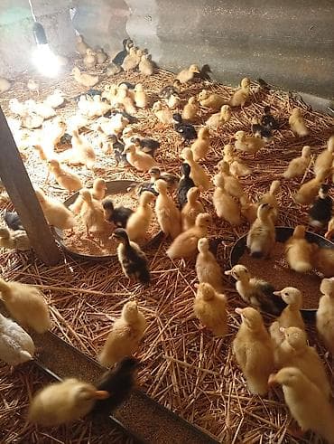 su qabi: Cücələr – ördək balaları - Növ: yerli ördək balaları (rəngləri — 4