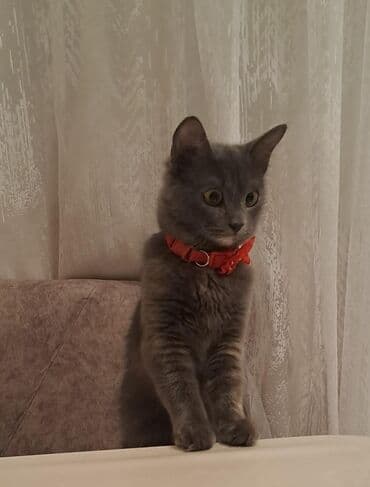 etibarli ellere pisik verirem: Pişiklər — 6