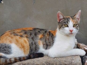 отдам кошку в хорошие руки: В добрые руки — 5