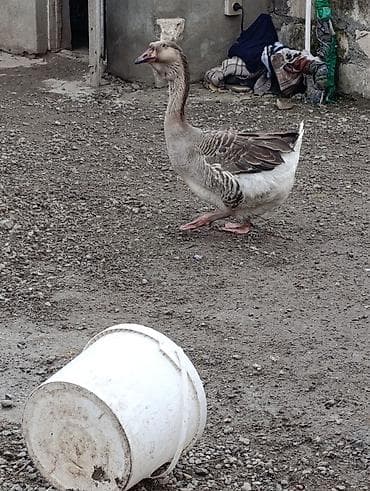 Dişi, | Xolmogor, Damazlıq, Ödənişli çatdırılma