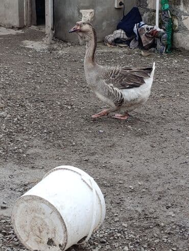 Atlar: Dişi, | Xolmogor, Damazlıq, Ödənişli çatdırılma — 2