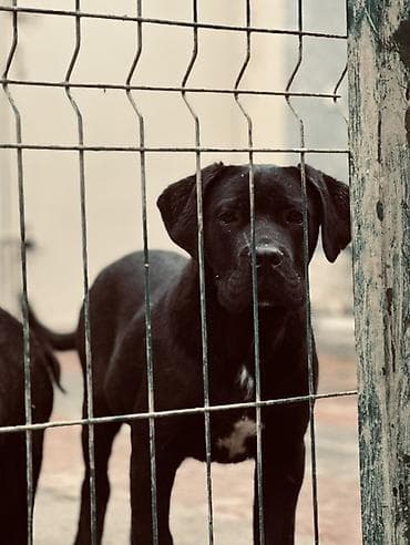 samoyed satisi: 2 Ədəd Erkək və Dişi. Cane Corso Təmiz Qan – həm həyət, həm də ailə — 3