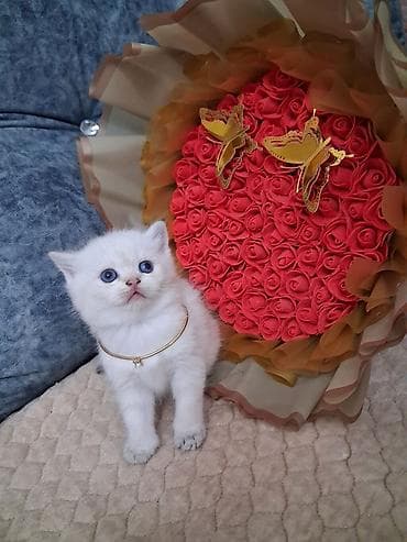 Шиншилла, Самец, В добрые руки, Самовывоз, Платная доставка — 6