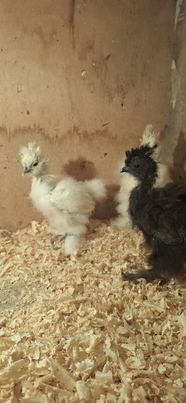 Коровы, быки: Куриные цыплята, Для разведения — 5