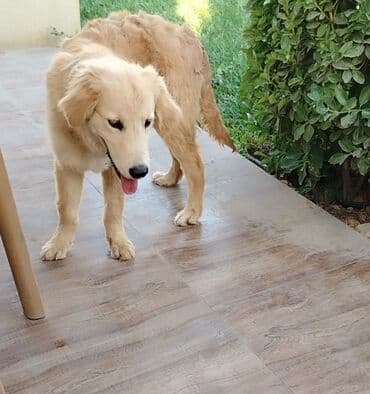 golden retriever qiyməti: Retriever, 5 ay, Erkek — 2