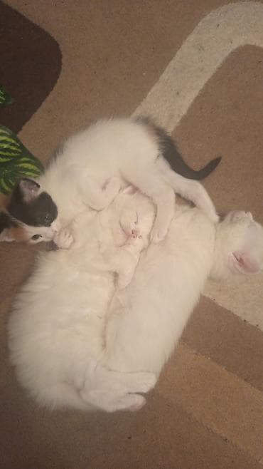 quba heyvanlar: Şotland yastı qulaq — 6