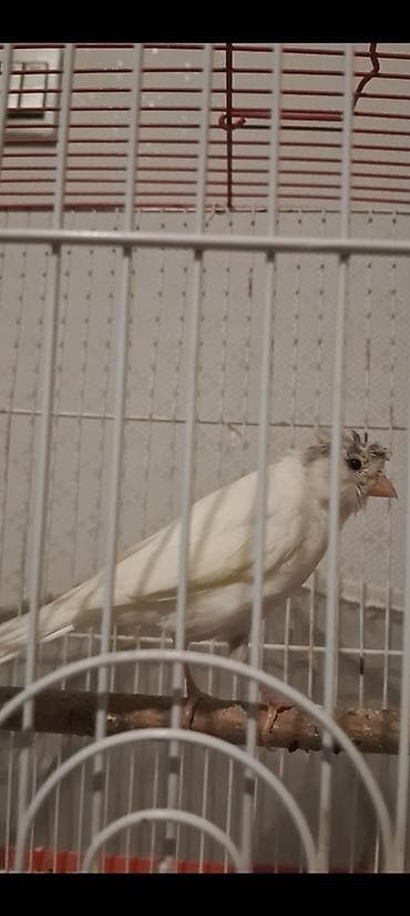 ev quslarinin satisi: Cavan və illig quşlar satılır 50 m başlayır qiymətləri — 10