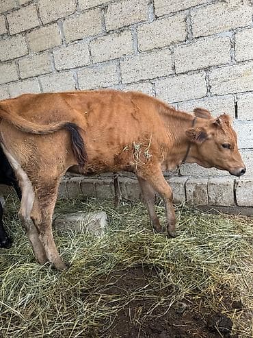 Inəklər, öküzlər: Qəhvəyi rəngli yerli cins buzov - Növ: mal-qara, buzov - Rəng: açıq — 1